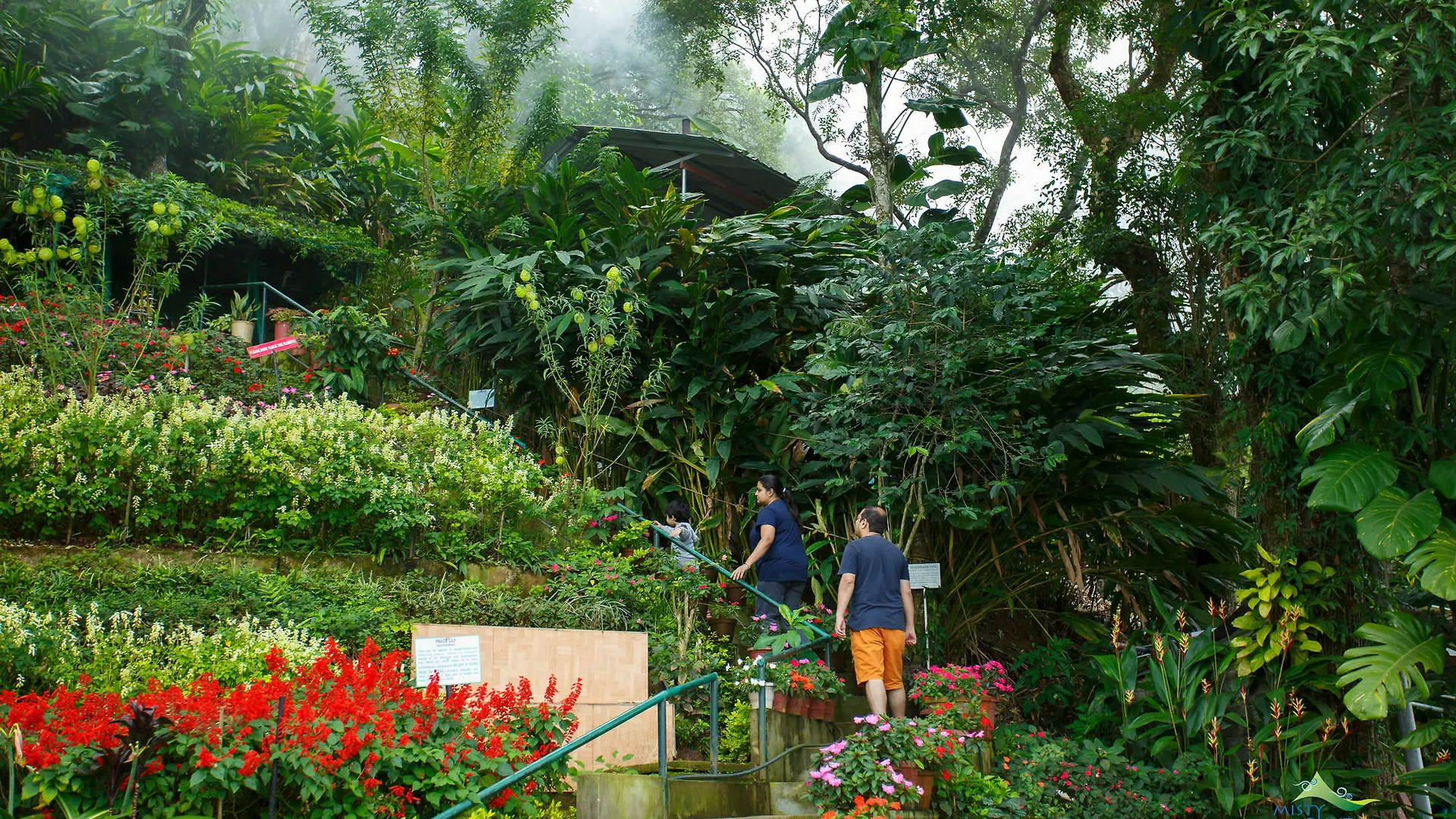 Misty Mountain Resort Munnar